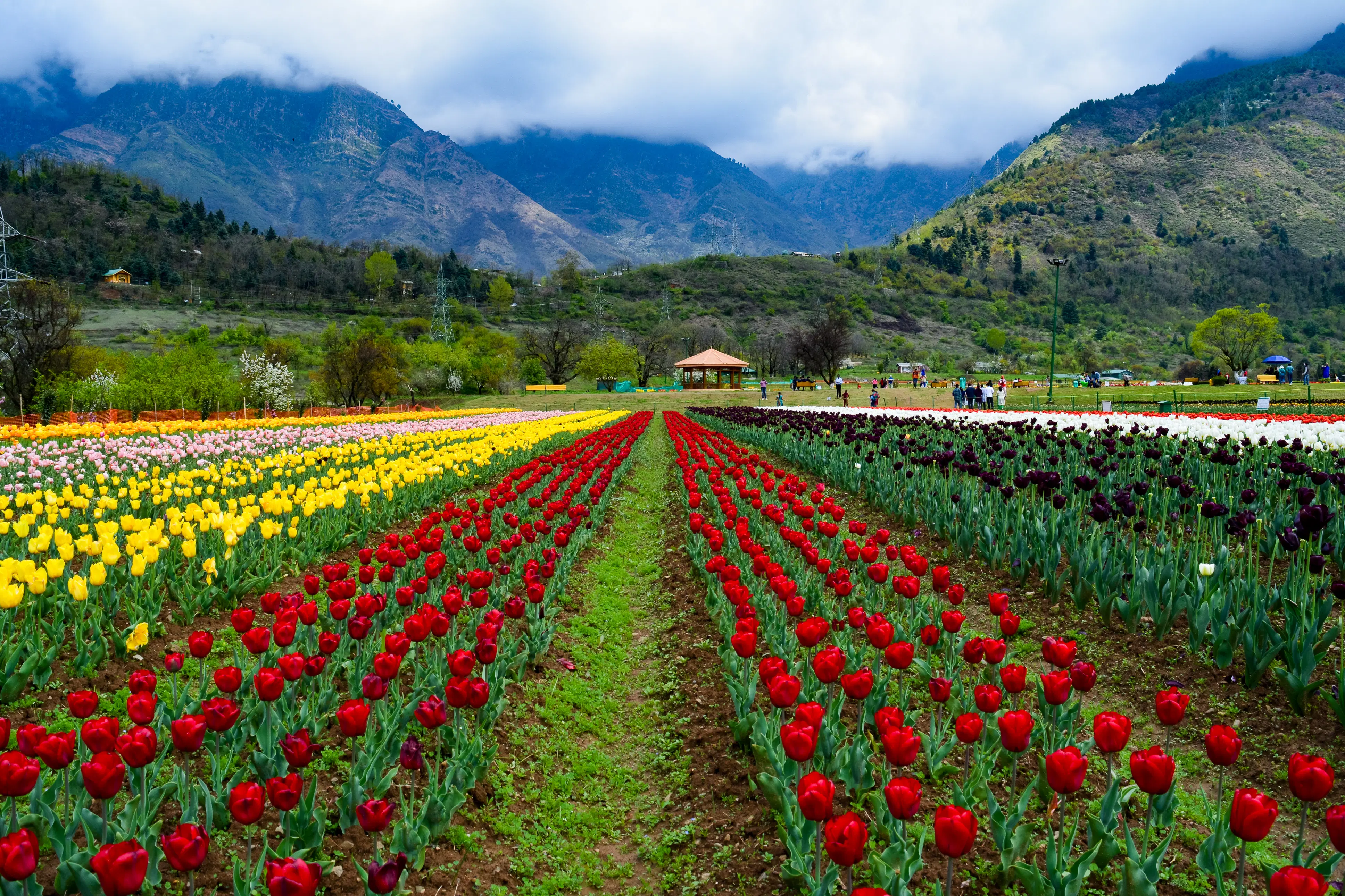306726655.strawberry valley.webp